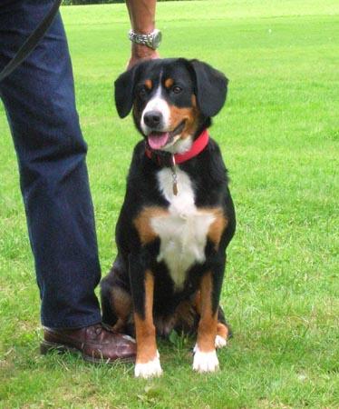Entlebucher