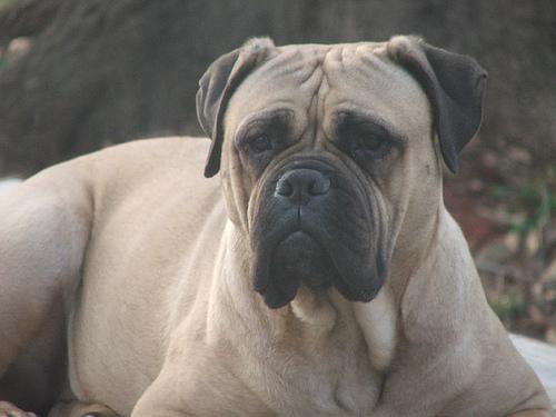 Bull Mastiff