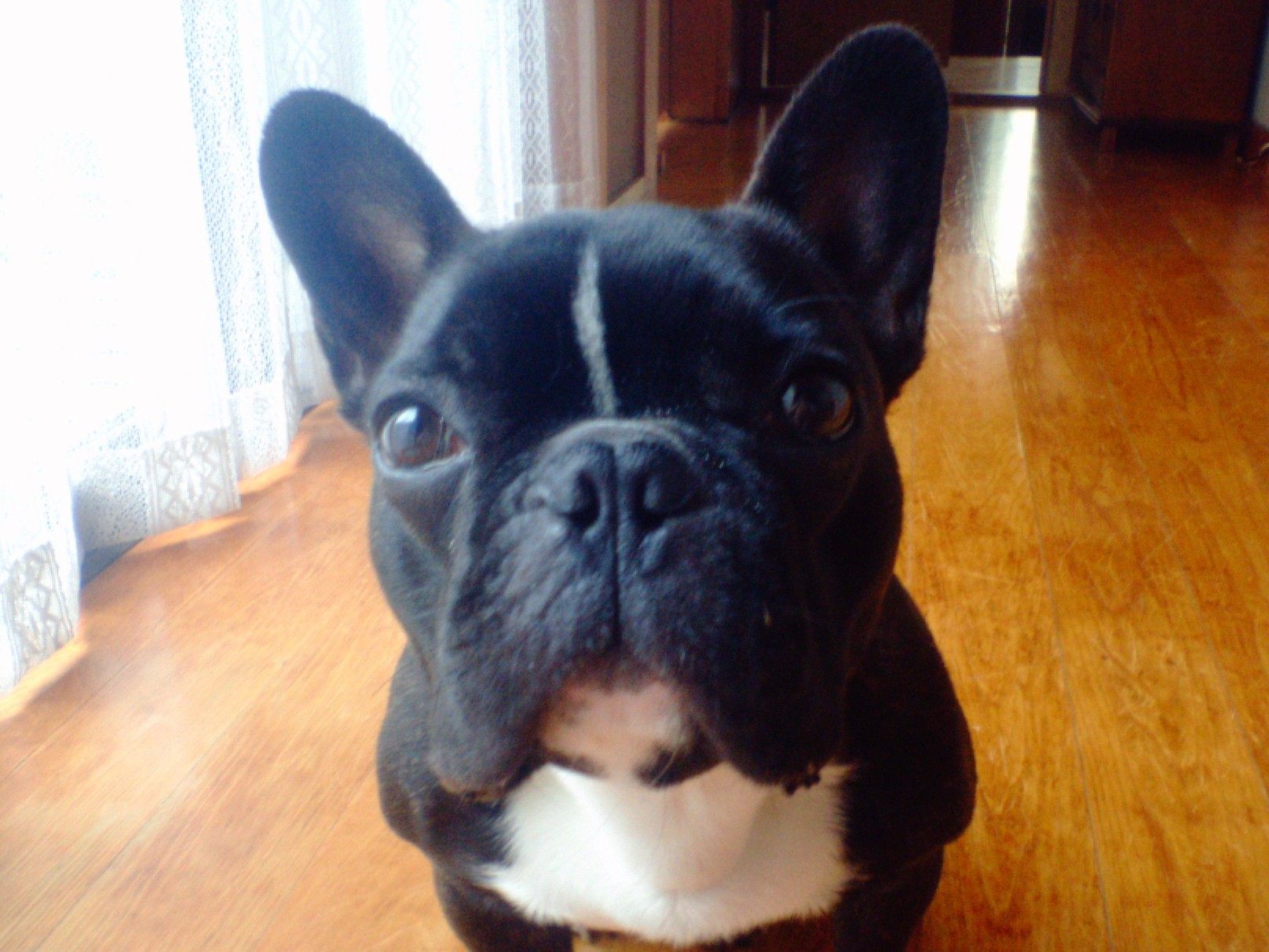 French Bulldog