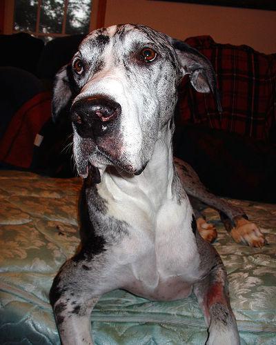 Great Dane