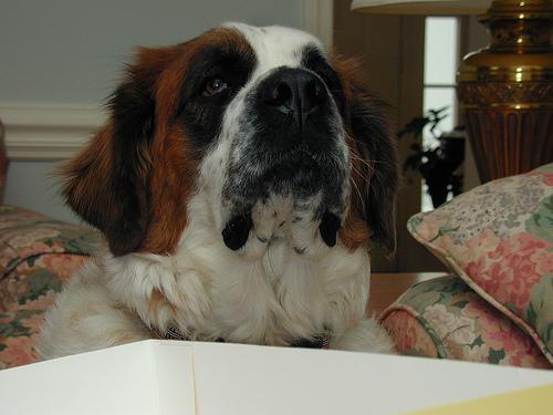 Saint Bernard