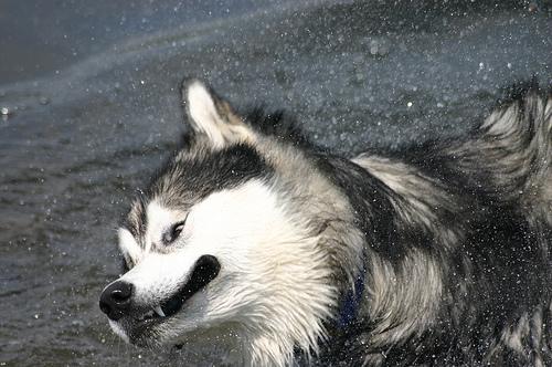 Malamute