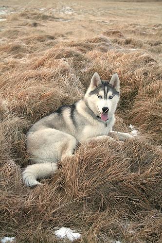 Siberian Husky