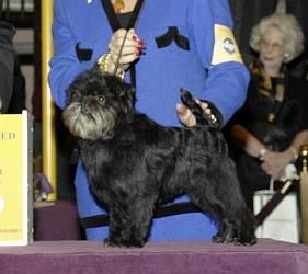 Affenpinscher