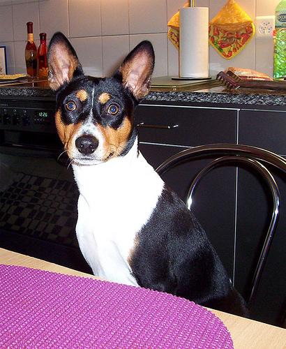 Basenji