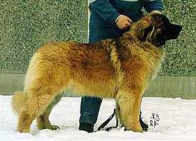 Leonberg