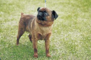 Brabancon Griffon