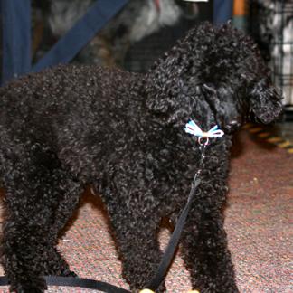 Miniature Poodle