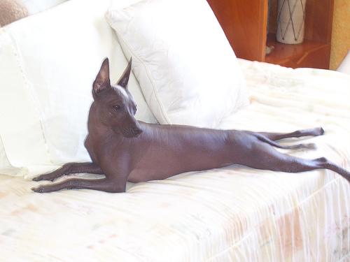 Mexican Hairless