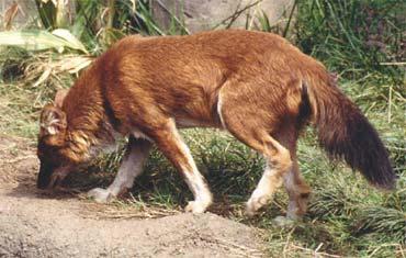 Dhole