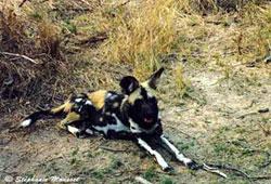 African Hunting Dog